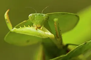 Rhombifolia: Hooded Mantis - with prey