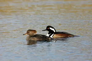 Mergansers: Hooded Merganser