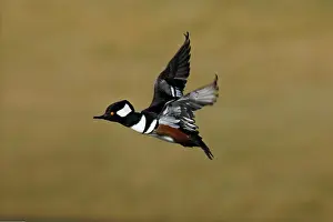 Mergansers: Hooded Merganser