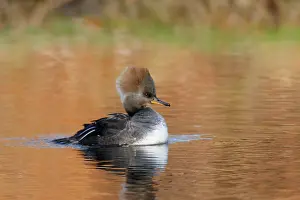 Mergansers: Hooded Merganser