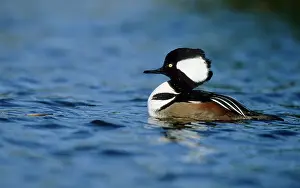 Lophodytes: Hooded merganser