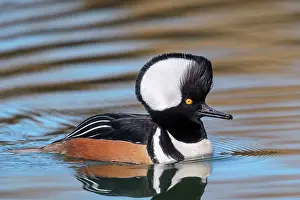 Cucullatus: Hooded Merganser