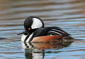 Cucullatus: Hooded Merganser