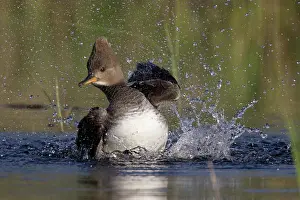 Cucullatus: Hooded Merganser