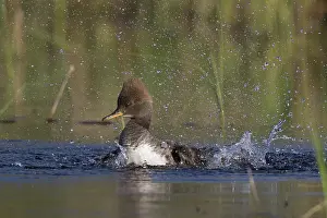 Cucullatus: Hooded Merganser
