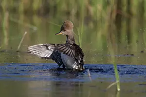 Cucullatus: Hooded Merganser