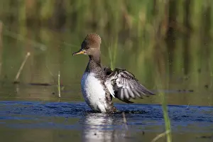 Cucullatus: Hooded Merganser