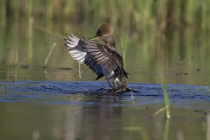 Cucullatus: Hooded Merganser