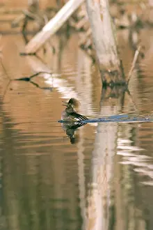 Rituals: Hooded Merganser