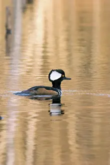 Mergansers: Hooded Merganser