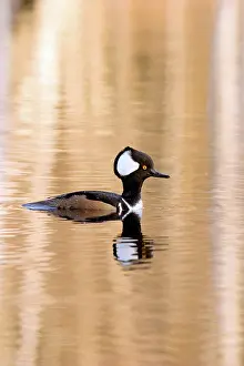 Mergansers: Hooded Merganser