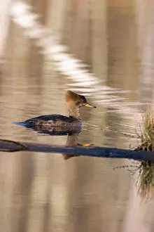 Mergansers: Hooded Merganser