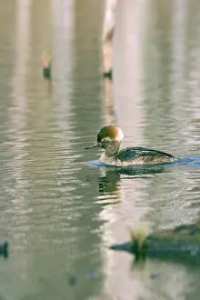 Mergansers: Hooded Merganser