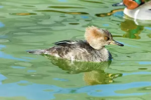 Cucullatus: Hooded Merganser