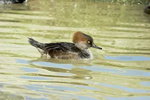 Cucullatus: Hooded Merganser