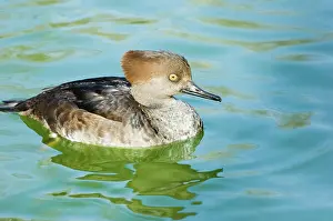Cucullatus: Hooded Merganser