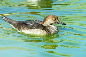 Cucullatus: Hooded Merganser