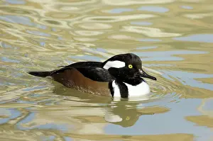 Cucullatus: Hooded Merganser