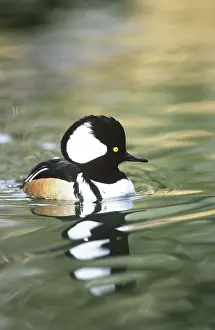 Cucullatus: Hooded Merganser