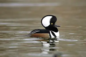 Cucullatus: Hooded Merganser