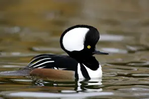 Cucullatus: Hooded Merganser