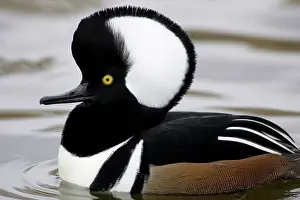 Cucullatus: Hooded Merganser