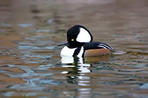 Cucullatus: Hooded Merganser