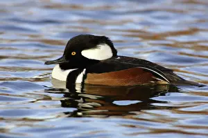 Cucullatus: Hooded Merganser