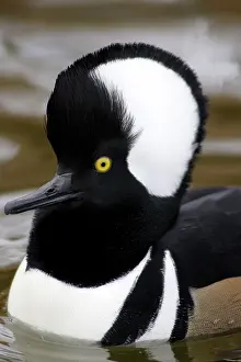 Cucullatus: Hooded Merganser
