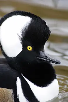 Cucullatus: Hooded Merganser