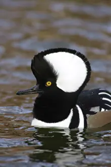 Cucullatus: Hooded Merganser