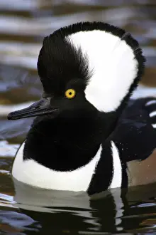 Cucullatus: Hooded Merganser