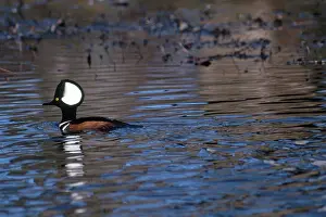 Wake: Hooded Merganser