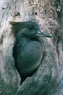 Treehole: Hooded Merganser