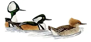 Cucullatus: Hooded Merganser