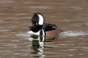 Cucullatus: Hooded Merganser Drake