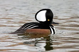 Cucullatus: Hooded Merganser Drake