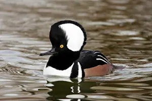 Cucullatus: Hooded Merganser Drake