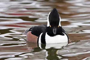 Cucullatus: Hooded Merganser Drake