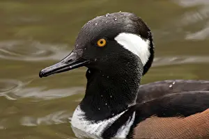 Rick: A Hooded Merganser drake (Lophodytes cucullatus)