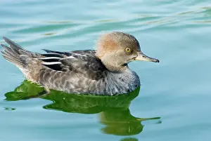 Cucullatus: Hooded Merganser female