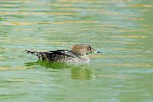 Cucullatus: Hooded Merganser female