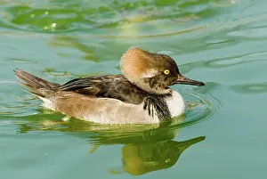 Cucullatus: Hooded Merganser immature male