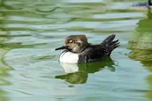 Cucullatus: Hooded Merganser immature male