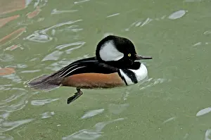 Cucullatus: Hooded Merganser (Lophodytes cucullatus)