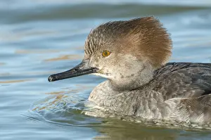 Hood: Hooded Merganser (Lophodytes cucullatus) female, Arizona