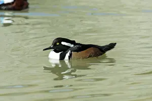 Cucullatus: Hooded Merganser male