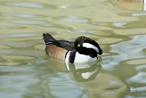 Cucullatus: Hooded Merganser male