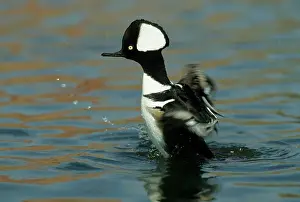 Lophodytes: Hooded merganser - washing