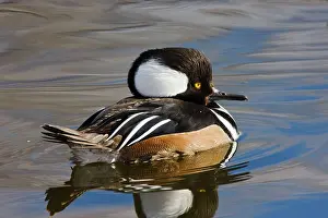 Mergansers: Hooded Merganser - in winter